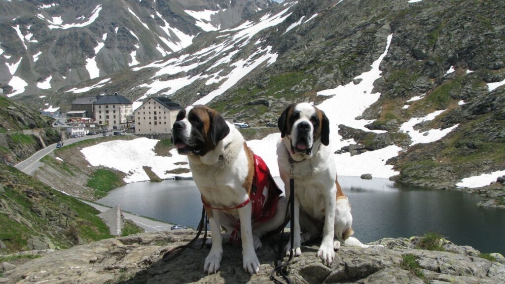 Saint Bernard dogs on the Saint Bernard Pass in the Pennine Alps.
