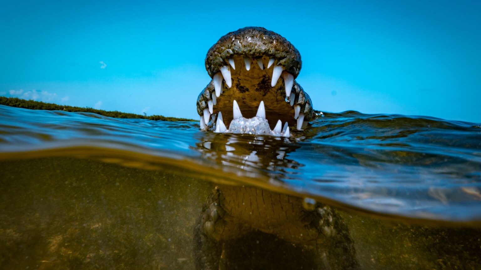 A 20-Foot Crocodile Named ‘Dominator’ Patrols Australian Waters and Performs for Tourist Boats